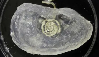 Crean oído biónico con impresora 3D