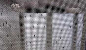 Puerto Rico confirma más de 1.100 casos de zika