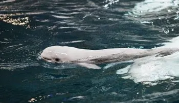 Beluga nacida en cautiverio muere en acuario en Atlanta 