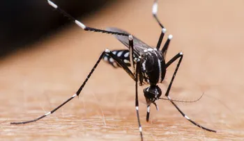 Sueltan millones de mosquitos mutantes en Brasil