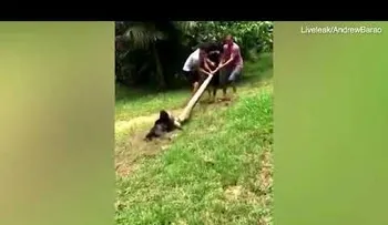 La salvación dramática de un perro al que una anaconda quería devorar (VIDEO)