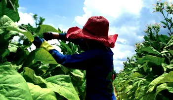 Campesinas mexicanas víctimas de acoso sexual recibirán millonaria compensación