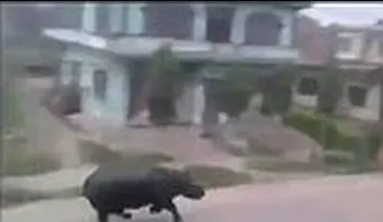 El mundo al revés: graban a un rinoceronte cazando humanos en una aldea
