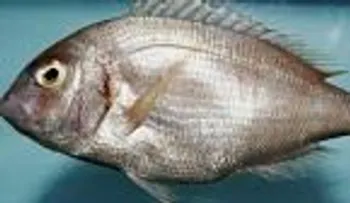 Autoridades de NY alertan sobre 5 pescados no comestibles en río Hudson