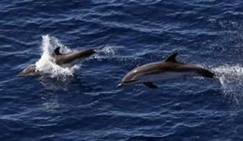 El grito sexual de un pez mexicano puede causar sordera a los delfines