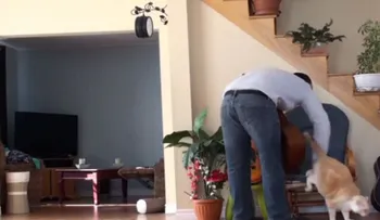 Video: la hermosa venganza de un gato a su dueño maltratador