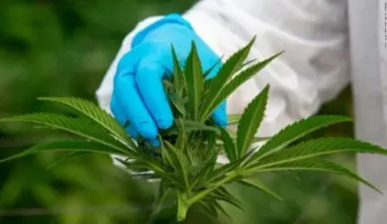 Panamá legaliza uso medicinal y terapéutico del cannabis