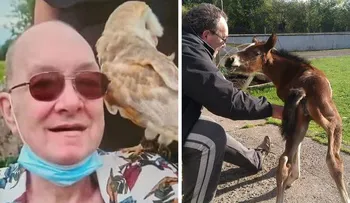 Hombre que sobrevivió de un cáncer, muere por picotazo de una gallina