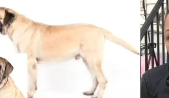 Una hispana de 75 muere atacada por su perro "Mastín" adoptado en 2011