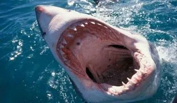 Muere venezolano atacado por un tiburón cerca de Aruba
