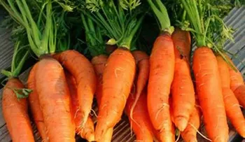 5 alimentos que debes comer para tener una vista sana