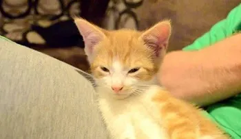 Video: gato enojado lucha contra un cartero