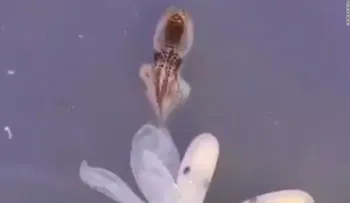El nacimiento de este pulpo bebé es fascinante