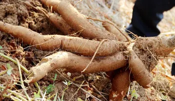 Alimentos no recomendados para comer de noche: pan, arroz, yuca, chocolate amargo, camote o batata,