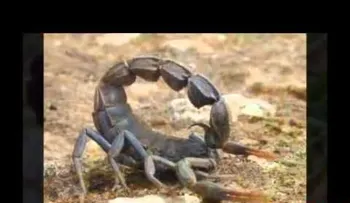 Los escorpiones más venenosos del mundo (VIDEO)