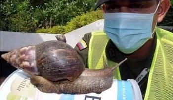 Autoridades incineraron 15,000 libras caracol africano desde aparición 2016