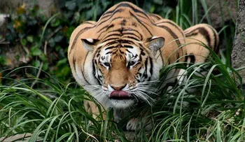 5 Hombres subidos desde hace 3 días en árbol para huir de tigres en Indonesia
