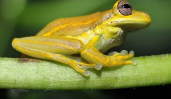 Darán becas para curso intensivo sobre monitoreo  de anfibios de la isla 