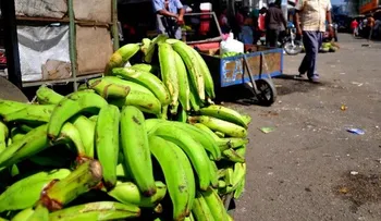 Matan vendedor de plátano