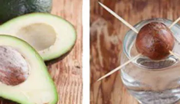 Esta mujer colocó 4 palillos en una semilla de aguacate, y la razón se está haciendo viral 
