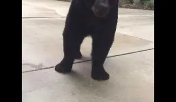 ¡Ni respires!: Una mujer se queda "congelada" al encontrarse cara a cara con un gran oso negro