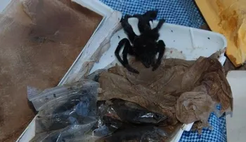 Inposdom descubre 80 tarántulas en envío venía de Uruguay