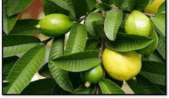 Para el cabello, piel y salud. 17  beneficios de la hoja de guayaba