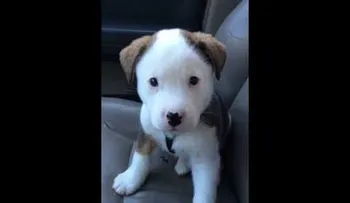 Video de un cachorro con hipo, bate records de visitas