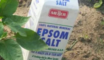 ESTA es la razón por la qué todo jardinero siempre debe tener Sal De Epsom a manoâ?¦