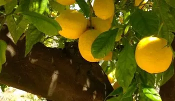 Zumo de limón para eliminar el cansancio