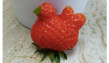 Granjeros cultivan una extraña fresa en forma de gallina