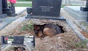 Una historia revela lealtad de los perros con sus dueños 