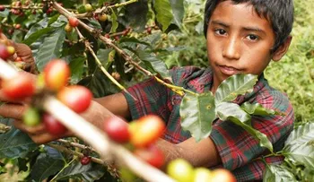 168 millones de niños trabajan en el mundo 