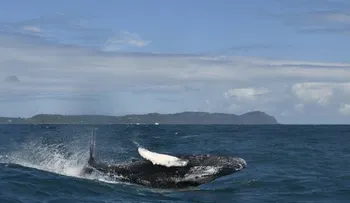 Temporada de observación de ballena jorobadas 2022 rompe récord de visitas en Bahía de Samaná