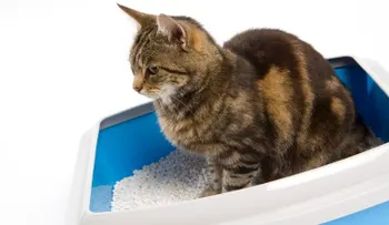 Así es como un parásito de las heces de gato puede reducir tu miedo 