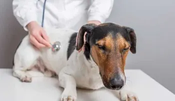  Estudios en perros ayuda a predecir reacción humana a cambio en dieta 