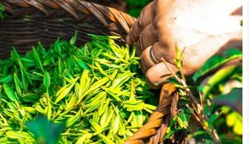 Descubren efectos curativos del té para acabar con el cáncer, más allá de la infusión