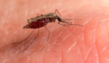 Un parasito mutante amenaza al mundo con la forma más peligrosa de malaria