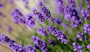 Lavanda, alhucema o espliego, una planta popular en el MUNDO que evita caída cabello, dolor cuello y espalda, dolor de cabeza, combate la depresión y reduce el estrés