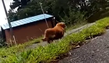 VIDEO del perro abandonando a su mejor amigo se hace viral