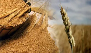 Descubre cómo puedes bajar de peso comiendo afrecho