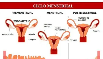 8 causas que explican la menstruación irregular