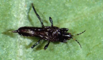 Florida recluta insectos para acabar con la papa aérea y un arbusto brasileño