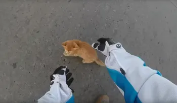 Motociclista rescata a un gatito abandonado en medio del tráfico