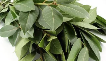 Las maravillas de las hojas de laurel y sus efectos en el cuerpo