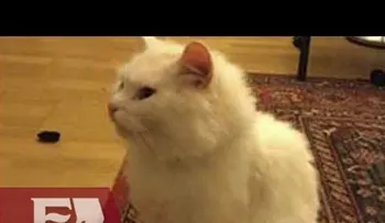 Gato viaja miles de kilómetros para reunirse con su familia de refugiados (VIDEO)