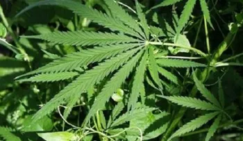 Cannabis medicinal: ¿Esperanza para los enfermos o excusa para el dopaje?