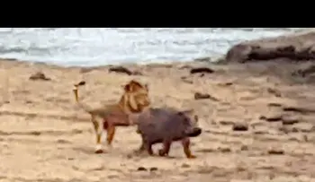 Pequeño pero valiente: una cría de hipopótamo defiende a su madre de un león