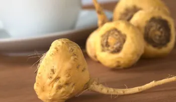 Maca un remedio natural para el rendimiento físico