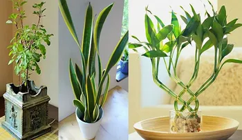 9 plantas que atraen energía positiva a su hogar y lugar de trabajo